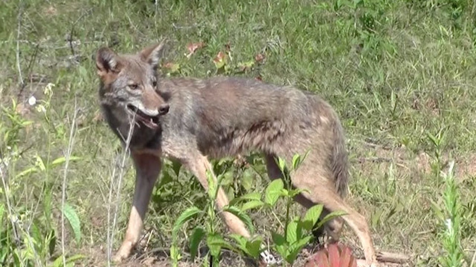Scientists Collar, Track Coyotes In Georgia, Alabama, SC