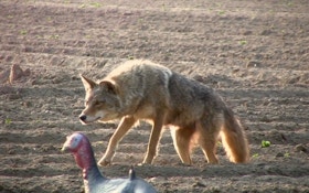 Top 3 tips for taking coyotes while hunting turkeys