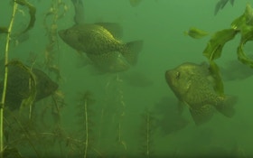 Video: Finding and Catching Pre-Spawn Crappies