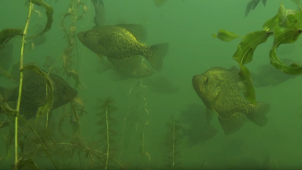 Video: Finding and Catching Pre-Spawn Crappies