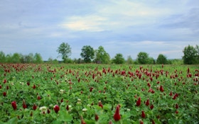 Food plots: should you plant annuals or perennials for deer?