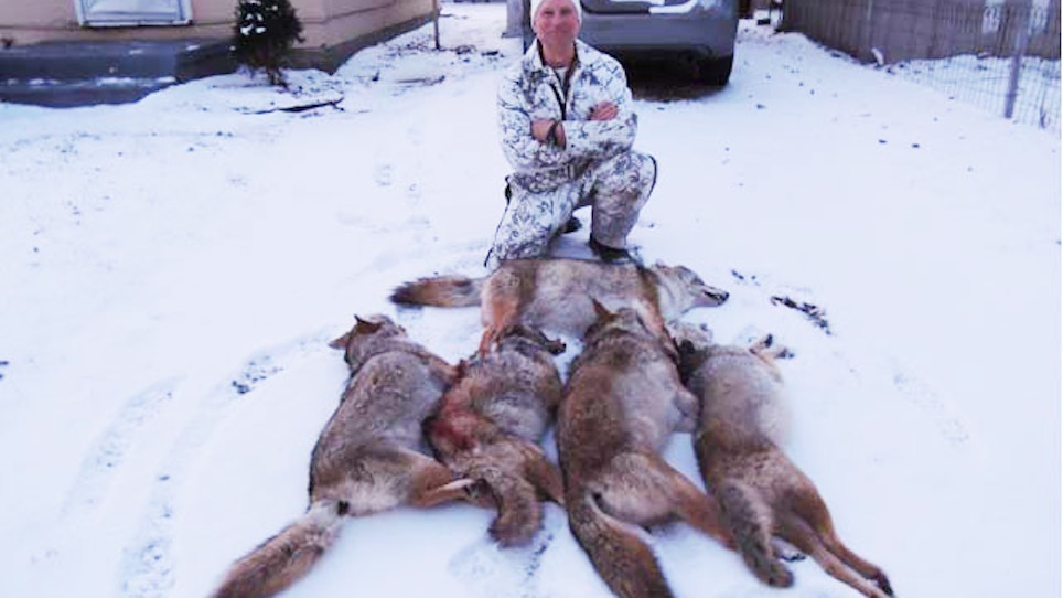 From The Readers: A Five-Coyote Day!