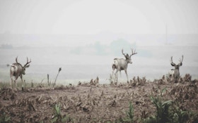 Treestand Tactics for Mule Deer