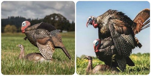 The Dave Smith Decoys Mating Motion Pair (left) can fool a real tom to the point where it jumps on top of the jake decoy (right). Scott killed his South Dakota bird when it was balancing in this precise position. (Photos courtesy of Dave Smith Decoys.)