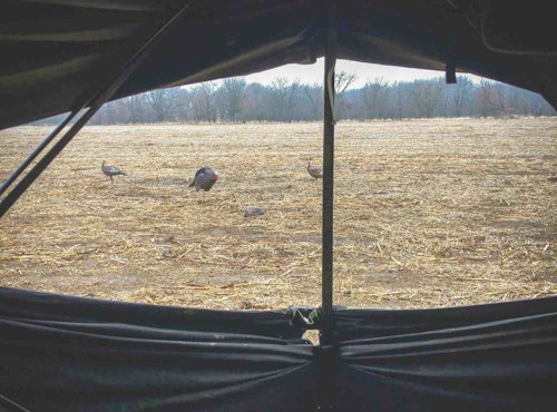 With their decoys reset in front of the blind, the bowhunters waited. Finally, several hens, gobblers in tow, approached their ambush.