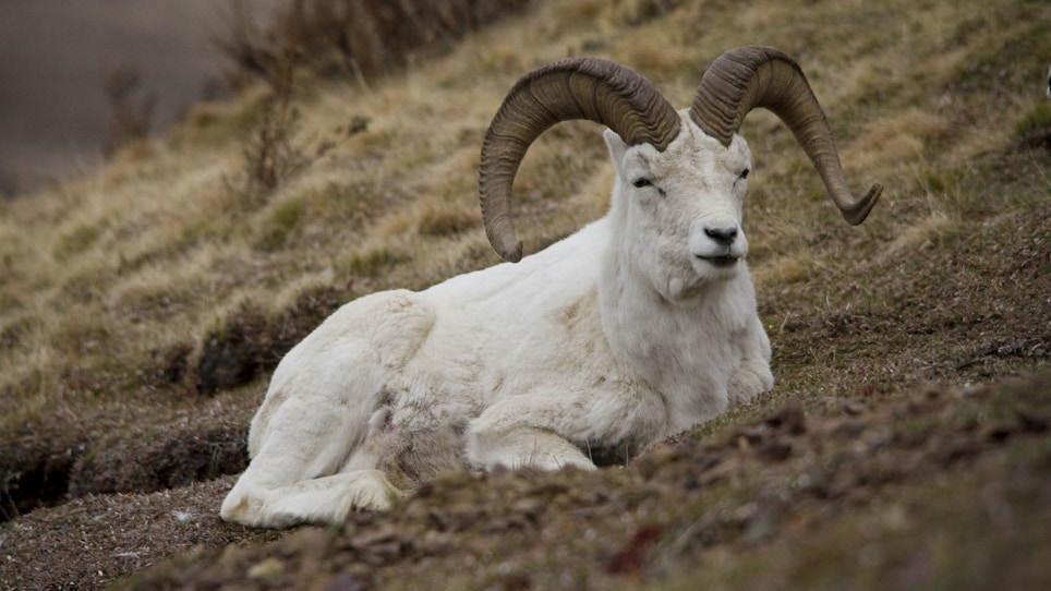 Pathogen M.ovi confirmed for first time in Alaska Dall’s sheep and mountain goats