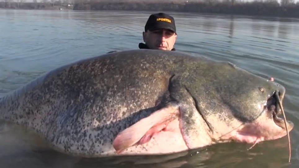 VIDEO: That's One Huge Catfish...Seriously
