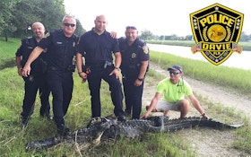 Video: 450-Pound Gator Caught Near Florida Schools
