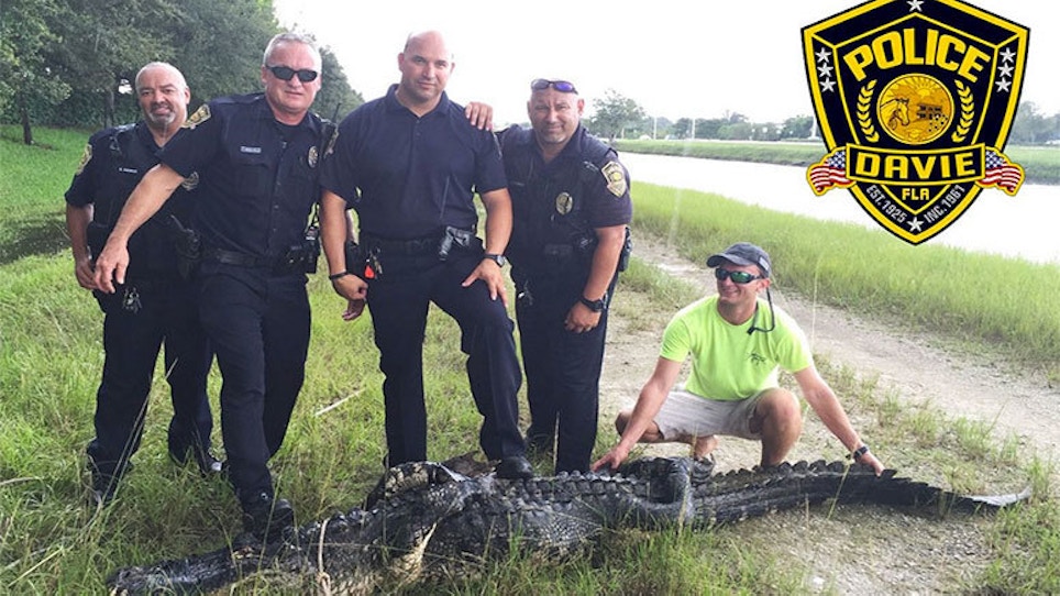 Video: 450-Pound Gator Caught Near Florida Schools