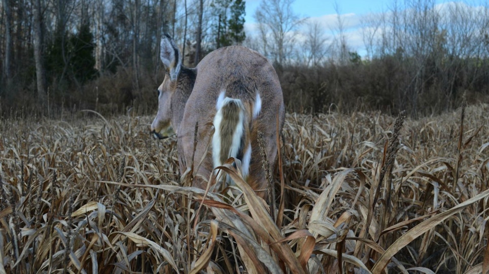 Whitetail Hunters: A Simple Decoying Trick for Avoiding Tag Soup in 2019