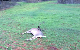 The Life Of A Bowhunter In Deer Season: Day 13