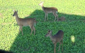 Hunters kill 110K deer during Wisconsin opening weekend