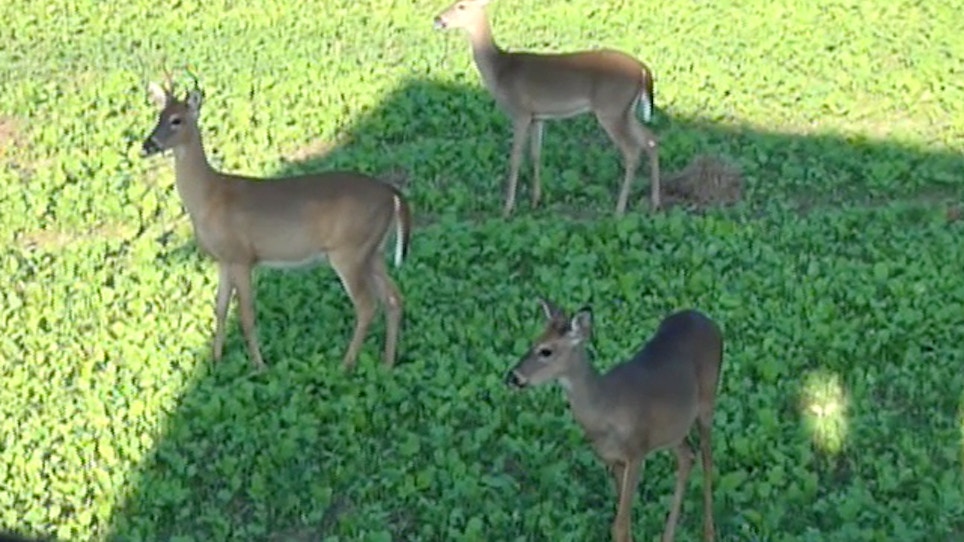 Hunters worry Iowa has cut deer numbers too much