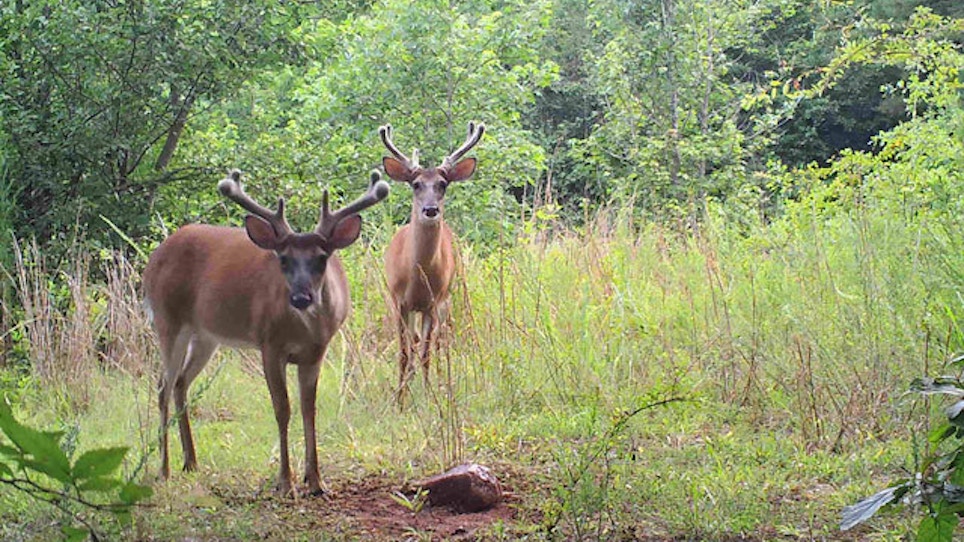 Hank Williams Jr. Says Deer Baiting Should Be Legal