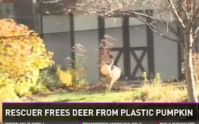 VIDEO: Deer Free After Head Stuck In Pumpkin For Days