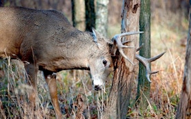 14 Things You Didn’t Know About Buck Rubs