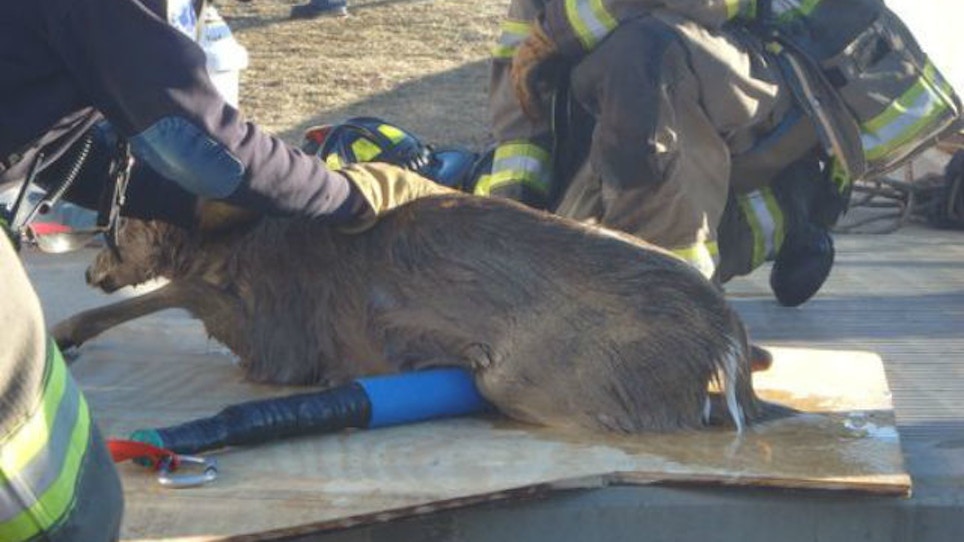 Deer Rescued From Water Tank In New Jersey