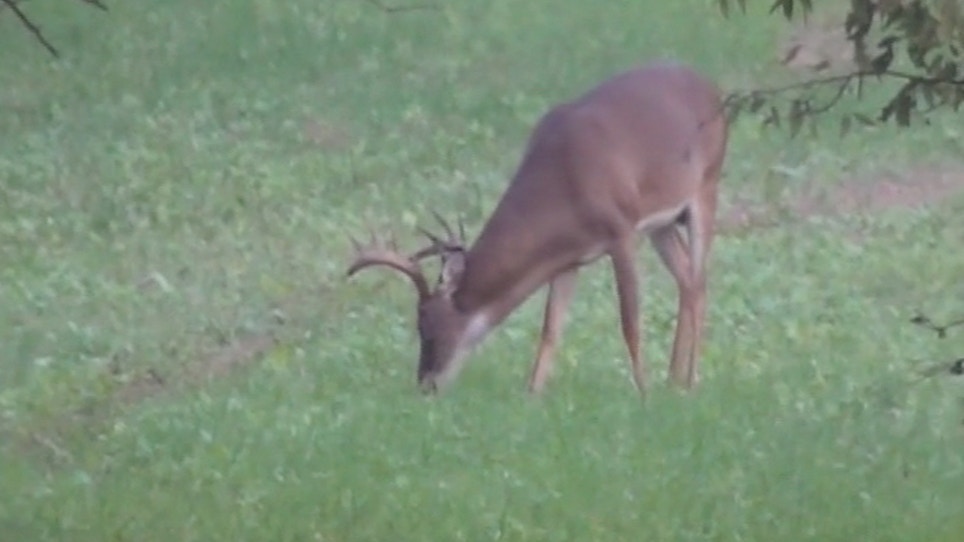 Wildlife Commission Approves Deer Baiting Change
