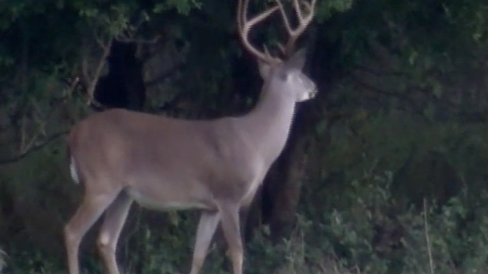 Summer Preps For Deer Season