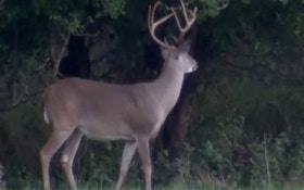 Deer Numbers In Oklahoma Expected To Bounce Back