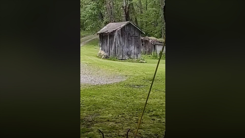 Whitetail Chases Fox Around a Barn — 10 Times!
