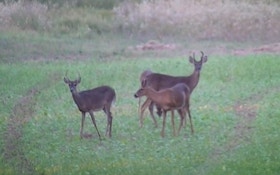 North Dakota Hunters Less Successful As Deer Numbers Fall