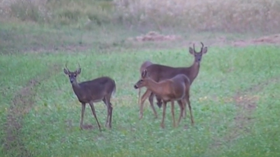 Team Studying Differences Among Indiana Deer