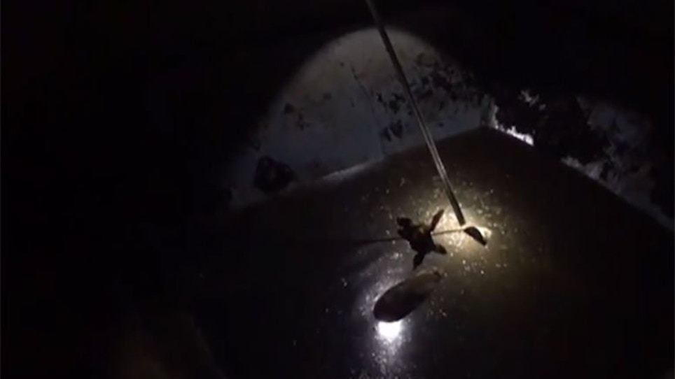 Deer Rescued From Backyard Pool In Kansas City [Video]
