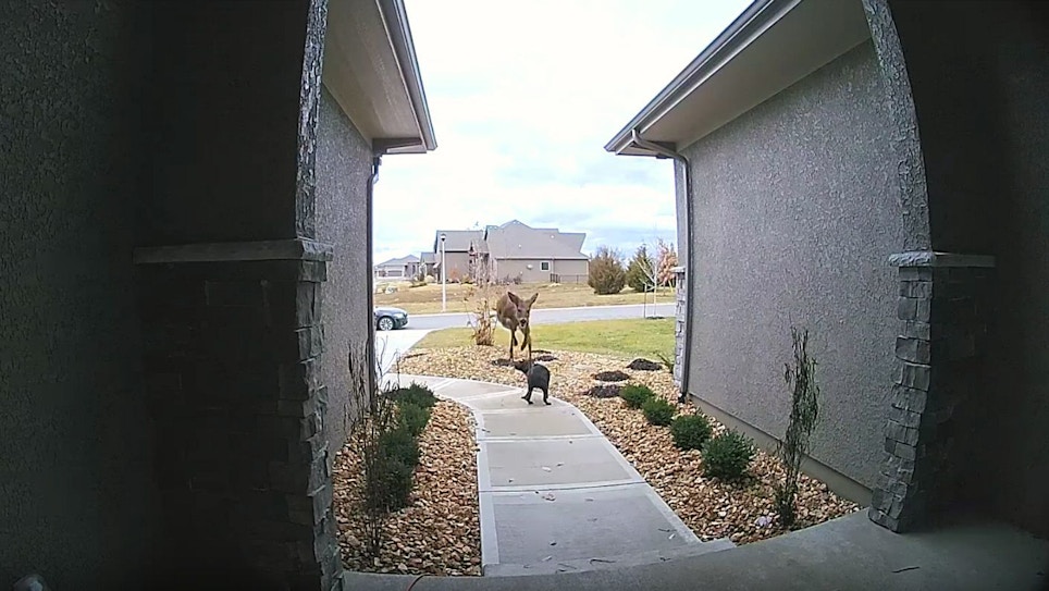 Video: Yearling Whitetail Jumps Over Family Dog