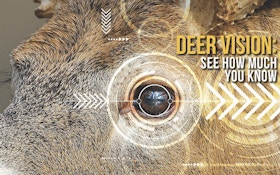 A Deer's Vision: It's Not About Color