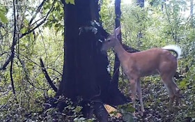 VIDEO: Yep, even deer need to pass gas