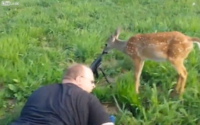 VIDEO: Deer stays calm and licks a rifle muzzle