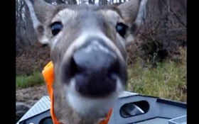VIDEO: Deer wearing orange hunting vest hops on a boat
