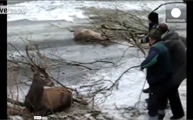 VIDEO: Hunters save river frozen deer