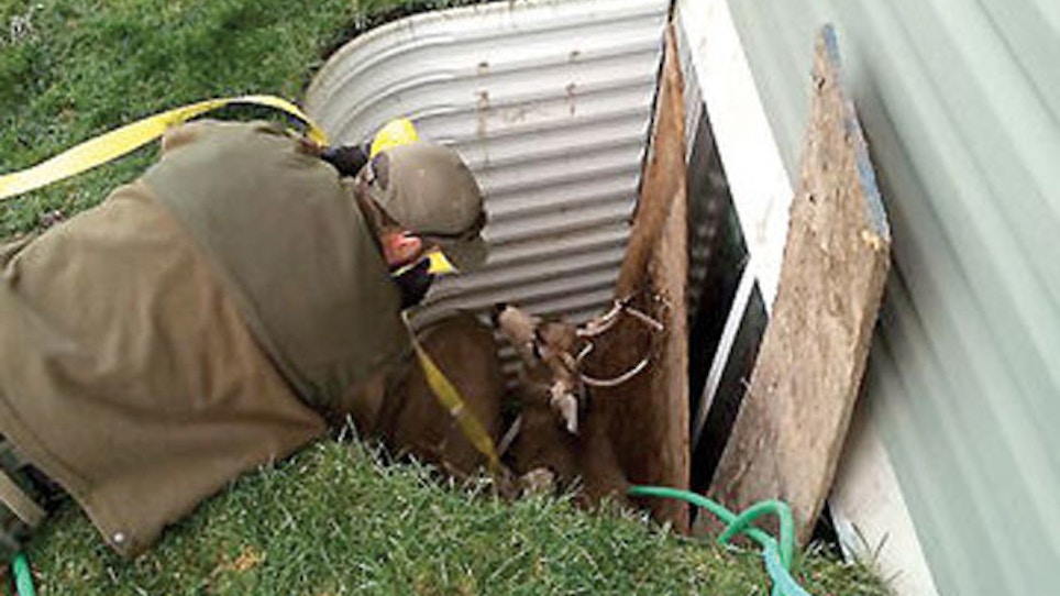 Fighting Deer Rescued From Deep Window Well