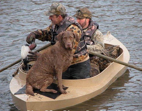 Chesapeake Bay retrievers can be outstanding duck and goose dogs. This one, owned by one of the author's hunting buddies, was named Delta, in honor of the great work done by the conservation organization Delta Waterfowl. One of his current gun dogs, Kody, is shown below.