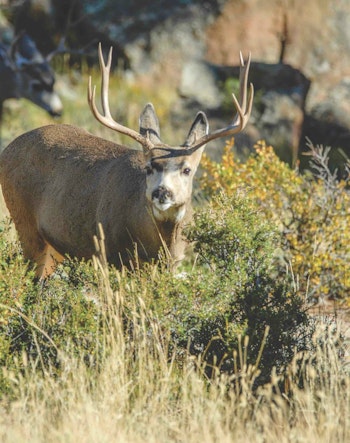 Desert muleys are smaller than their cousins to the North, but they are a tremendous challenge with archery gear.