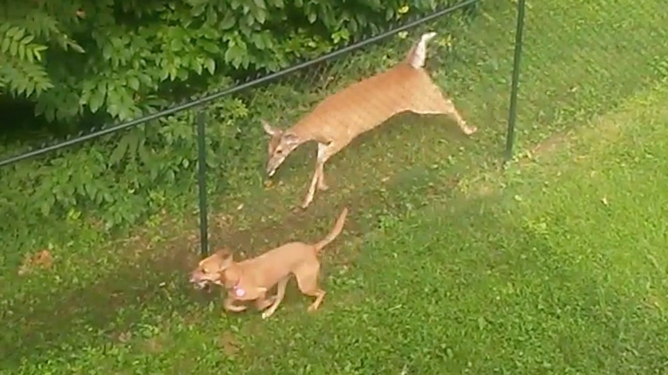 Video: Is This Deer Playing With a Dog?