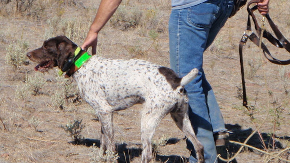Test Your Knowledge On These Hunting Dog Terms