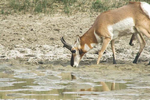 After a pronghorn arrives at water, give it time to settle in. When the animal puts its head down and begins tanking up, you’ll have 20 to 30 seconds to execute your shot. 
