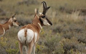 Bowhunting Wyoming Pronghorns and Whitetails