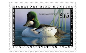 Duck stamp price may climb higher