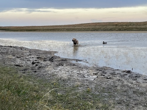 Prairie potholes provided steady action as ducks looked for refuge from 40 mph winds.