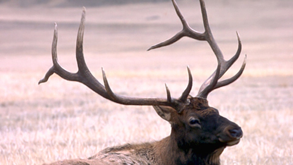 Yellowstone Elk Count Marred By Weather