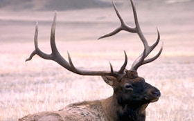 Late snow delays elk feeding near Ellensburg