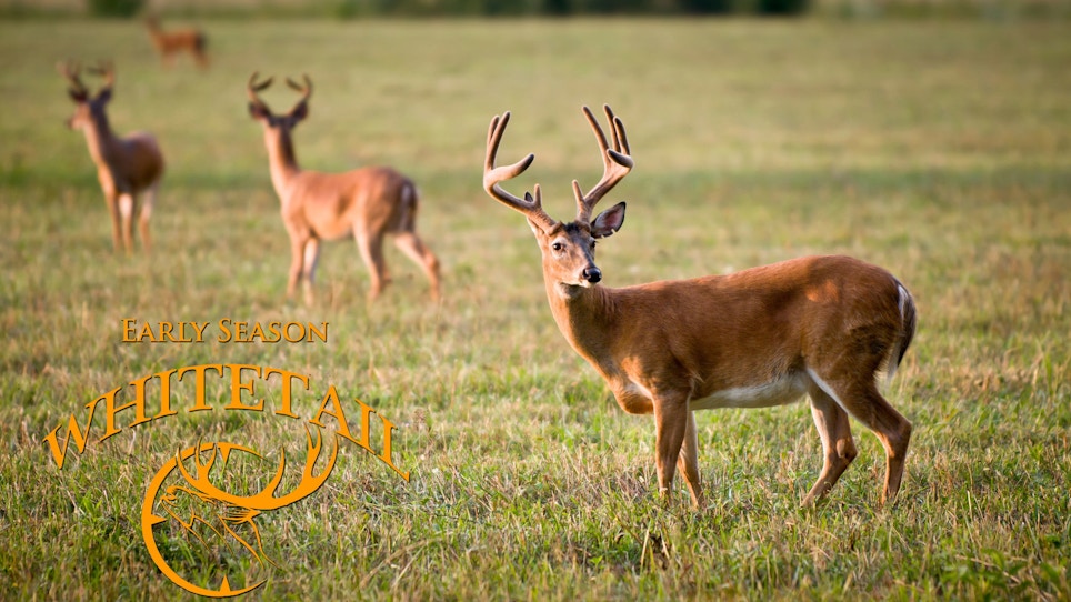 Early Season Deer Hunting Tips