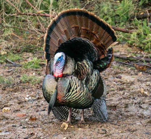 Once rapidly declining, Eastern gobblers are a huge conservation success story and are now found in significant numbers, especially in the Midwest. Eastern gobblers appear dark from a distance, but when the sun hits just right, the iridescent coloration is stunning.