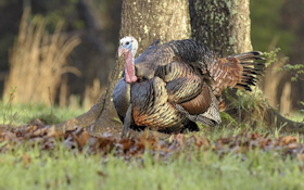Declining Turkey Numbers Cause for Concern in Southeast