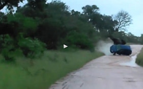 VIDEO: Elephant rolls tourist's car
