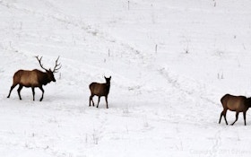 Elk Poacher Sentenced To Probation
